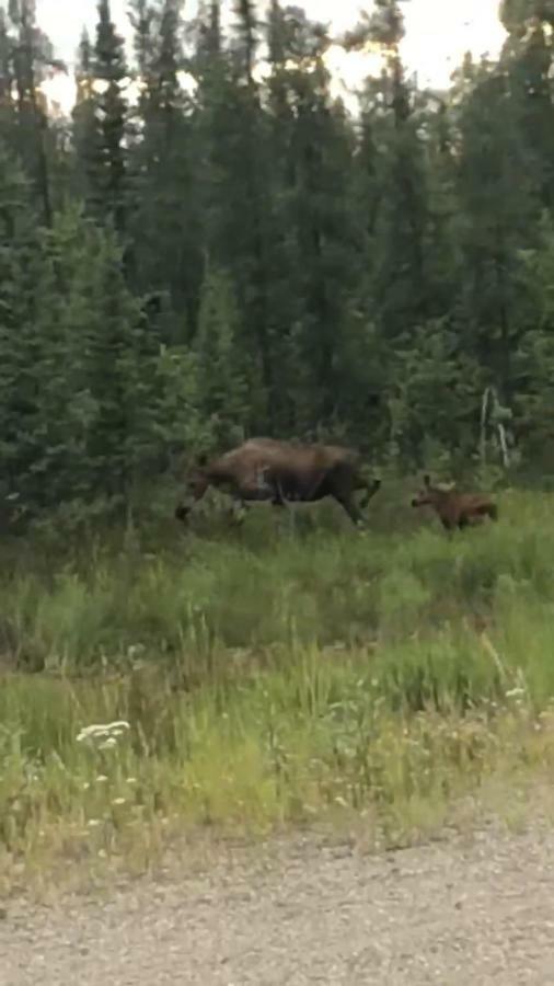 Fireweed Roadhouse Villa Nenana Екстериор снимка